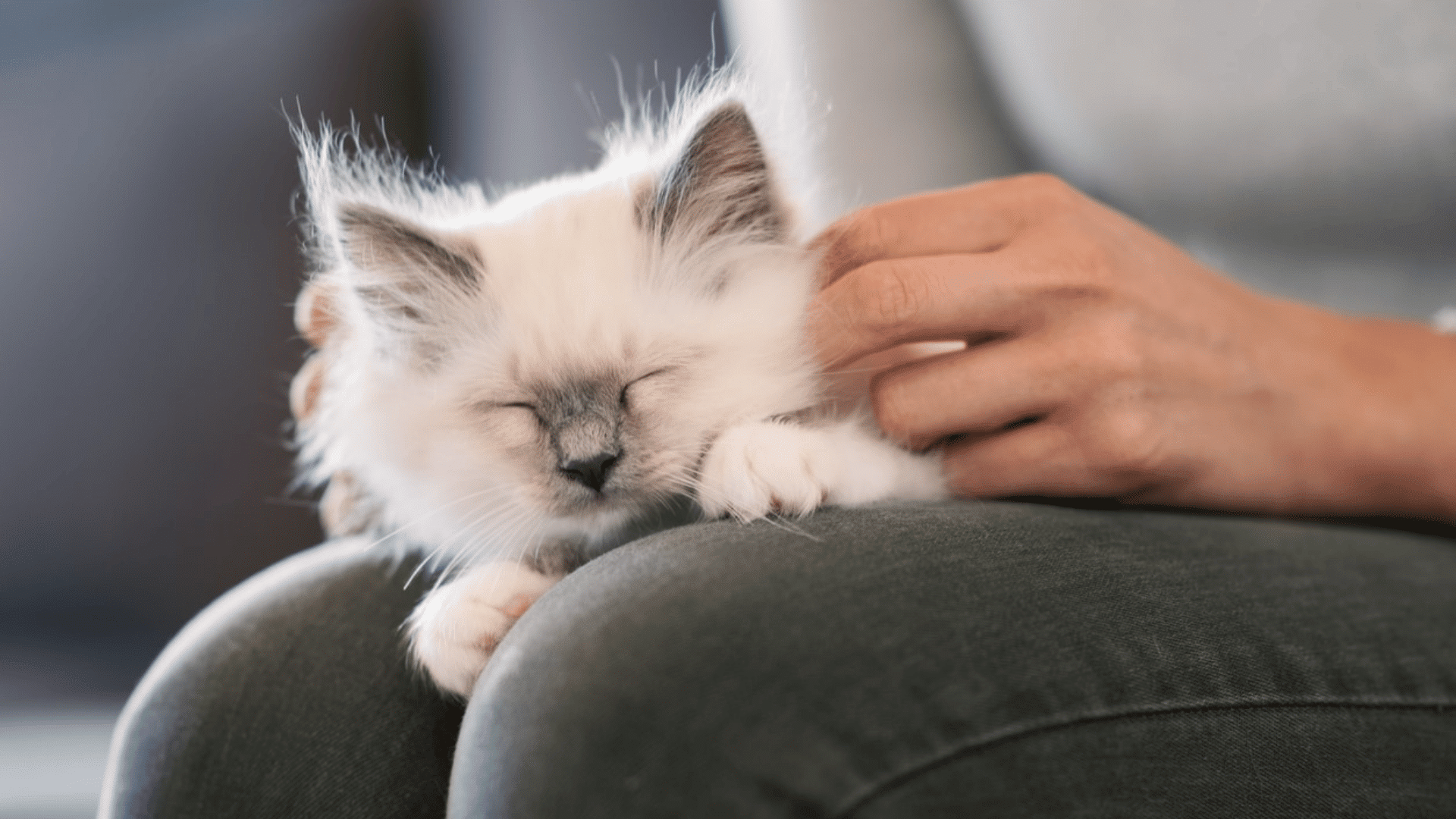 sleepy white kitten resting on a persons lap while being gently petted showing comfort trust and affection