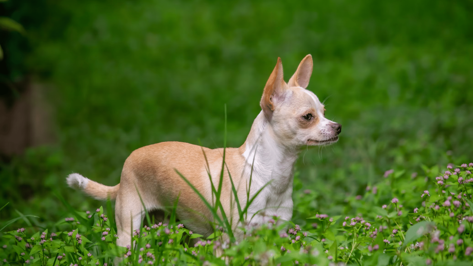 small apple head chihuahua sitting on grass with alert ears bright eyes and smooth tan coat outdoors