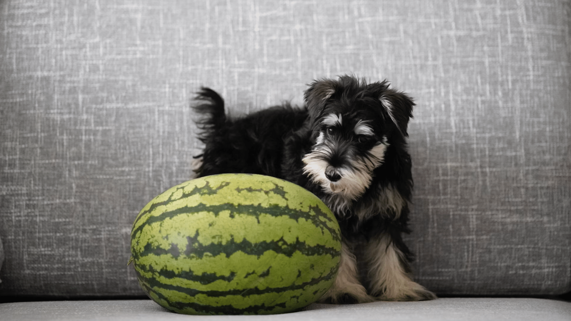 small black and white puppy standing beside a whole watermelon on a gray sofa looking at it with curiosity