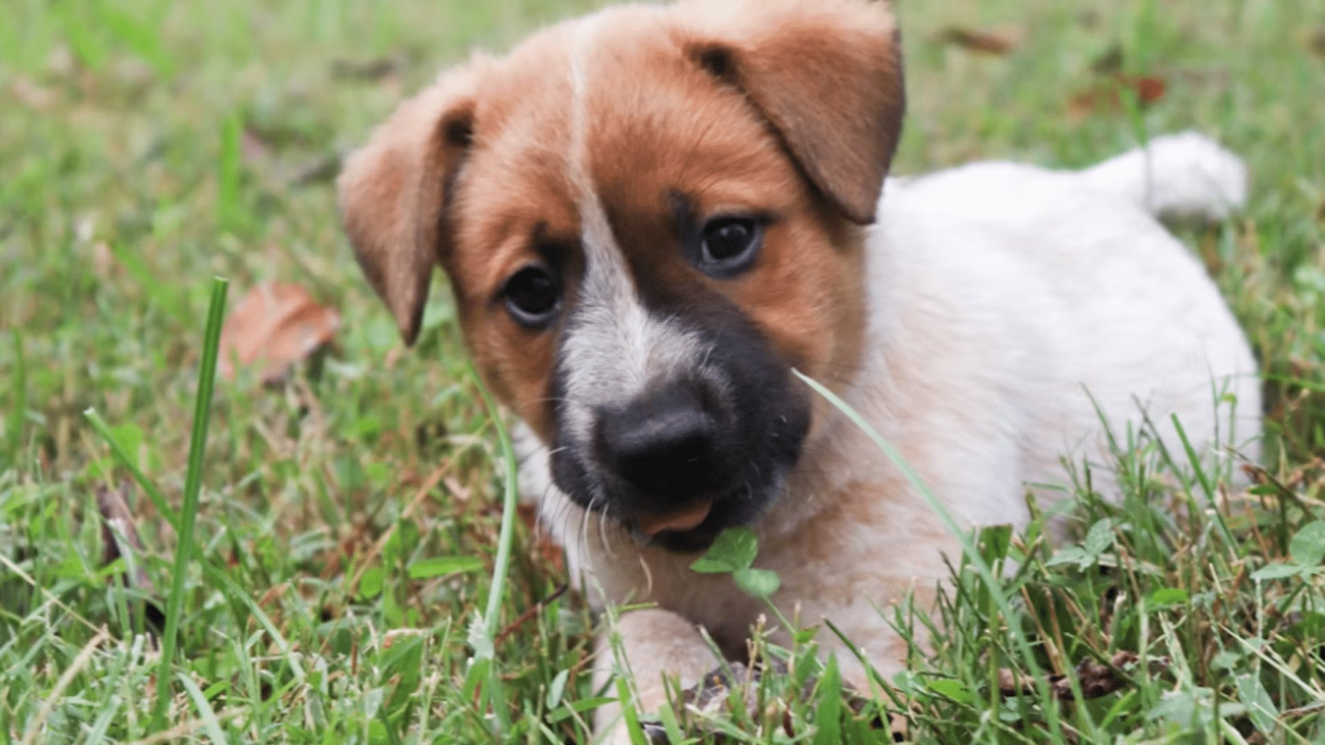 small brown and white puppy lying in green grass outdoors looking toward the camera with a curious playful expression