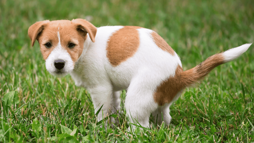 small brown and white puppy squatting on green grass while pooping outdoors in a backyard setting