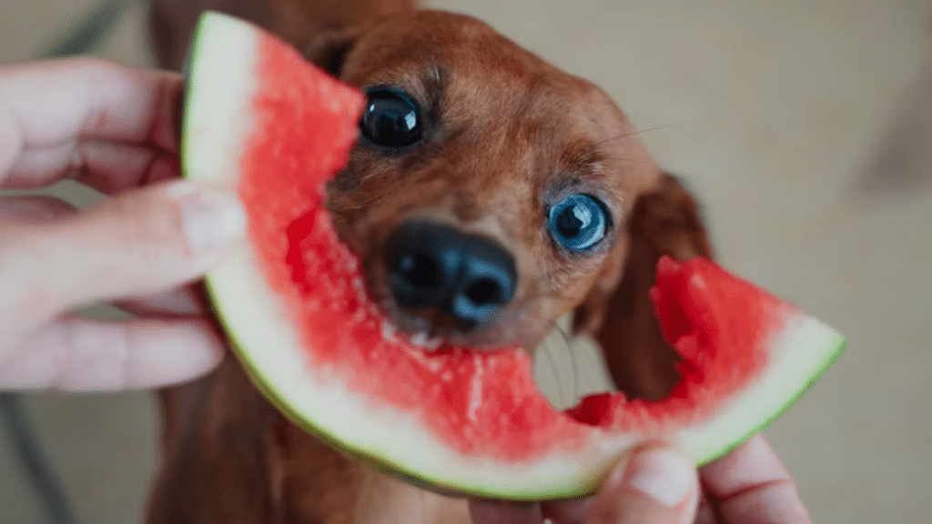 small brown dog biting a slice of watermelon held by two hands with a playful expression and bright eyes