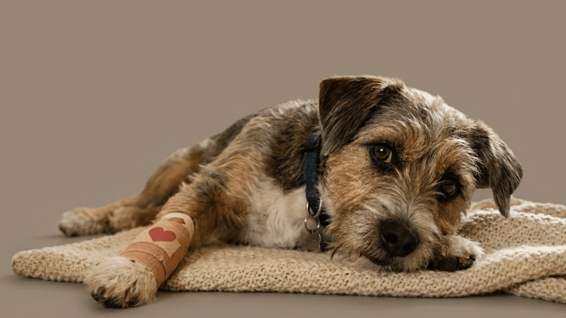 small brown dog resting on a knitted blanket with a bandaged front leg and sad eyes looking ahead
