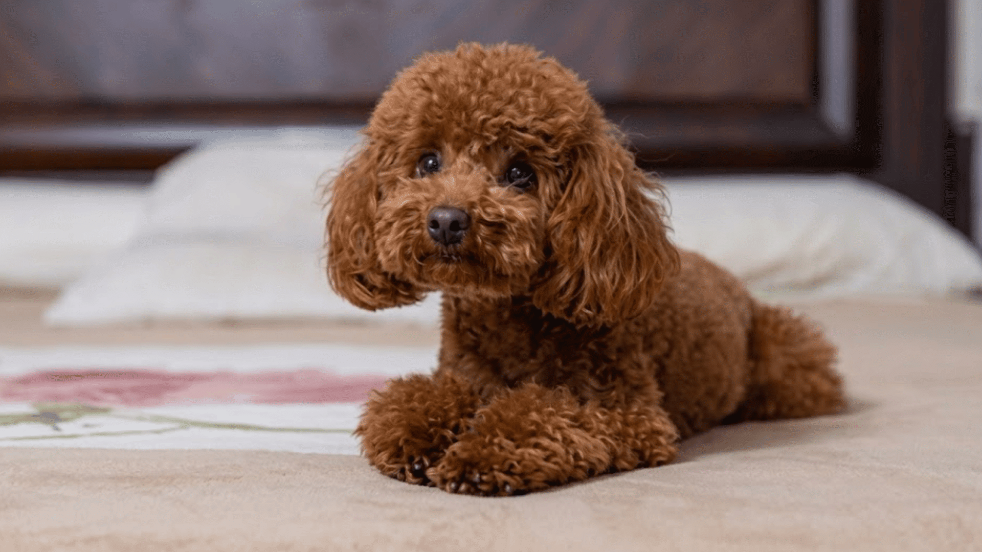 small brown toy poodle resting on a bed indoors with a curly coat bright eyes and a calm gentle expression