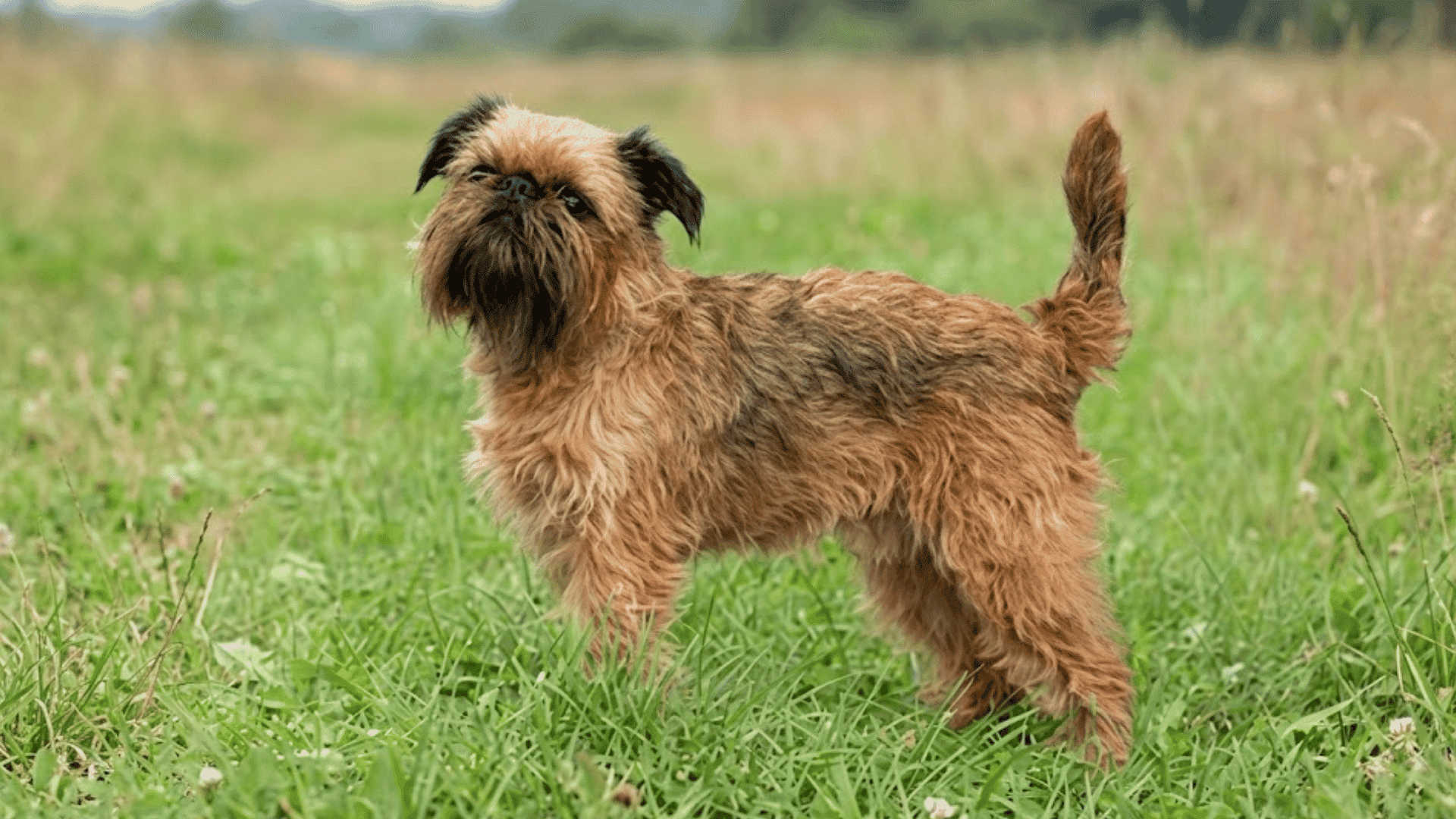 small brussels griffon dog standing in a grassy field with a rough brown coat and alert posture outdoors