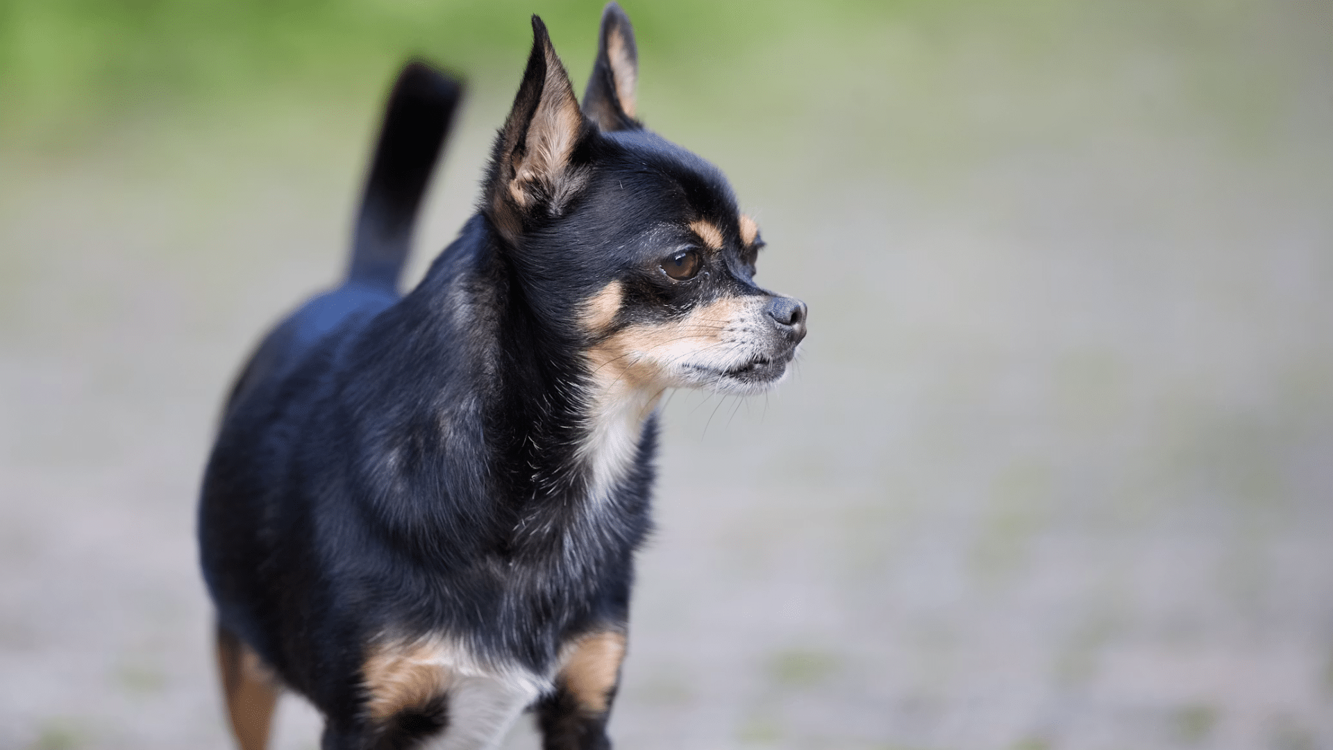 small chihuahua sitting attentively with large ears expressive eyes and compact body in a bright setting