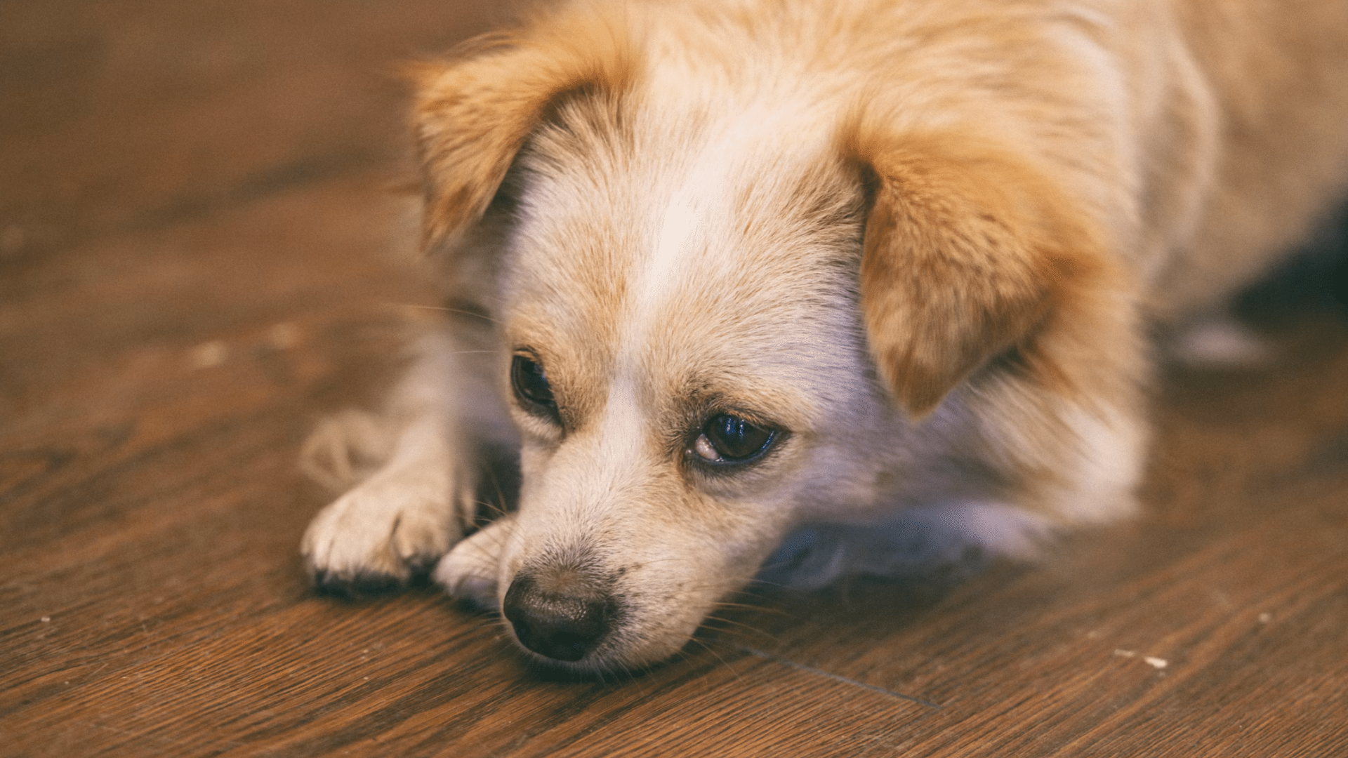 small cream colored puppy lying on a wooden floor with its head down and a tired or sad expression on its face