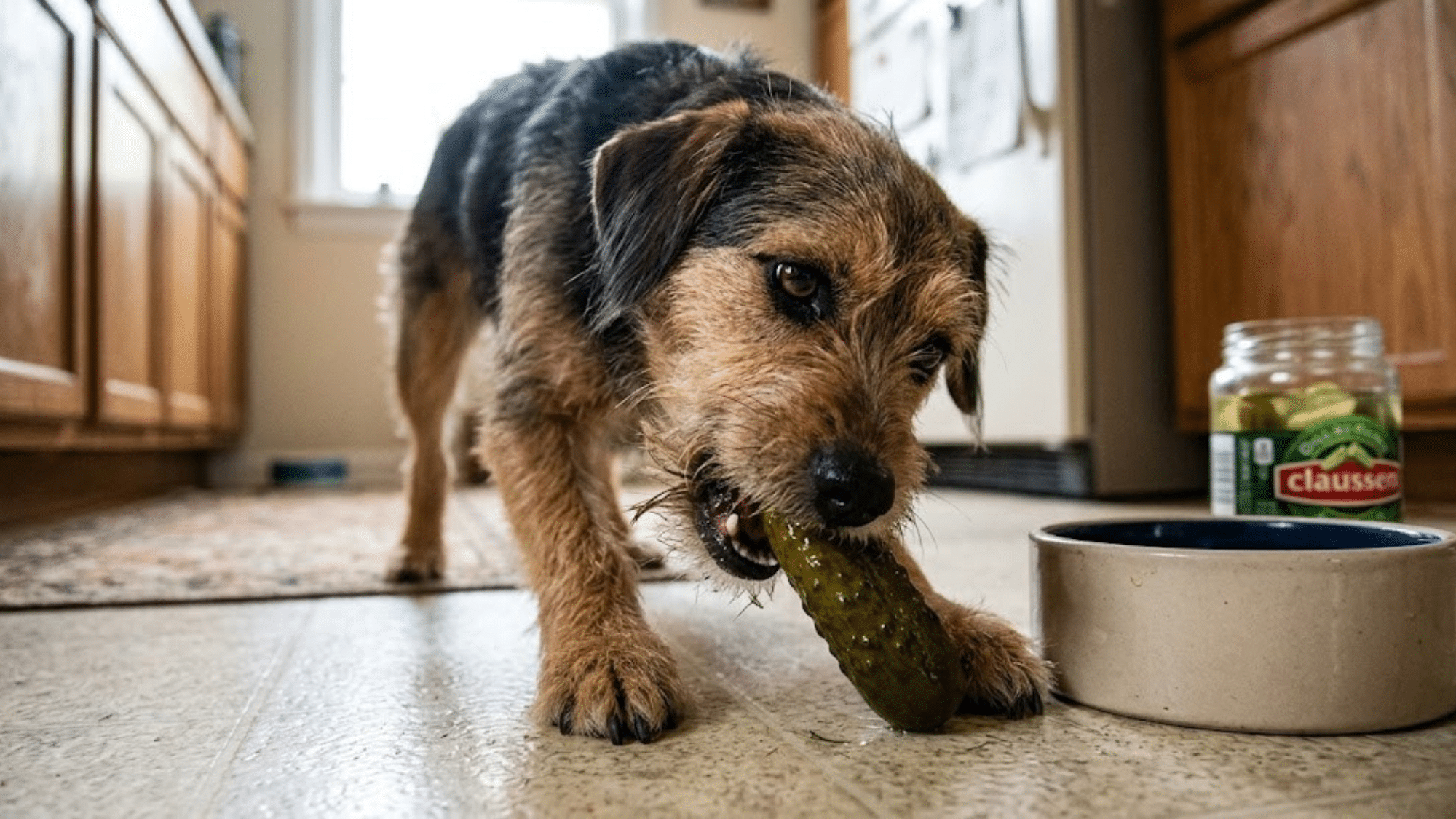 small dog chewing a pickle on a kitchen floor beside a food bowl with an open jar of pickles nearby