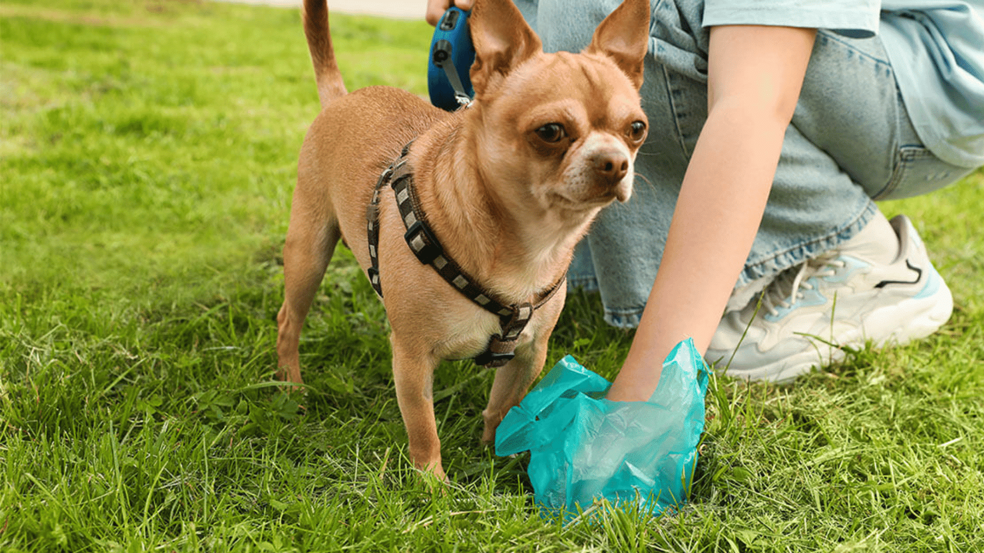 small dog standing on grass while a person uses a bag to pick up pet waste during a walk outdoors