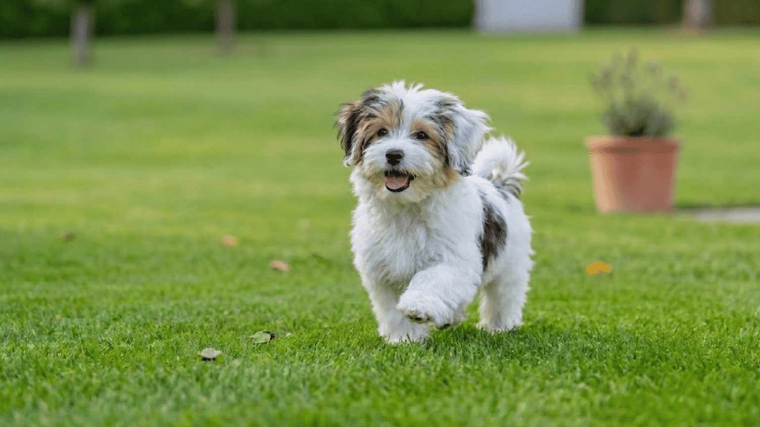 21 Best Apartment-Friendly Dog Breeds for Small Spaces - Pet Abuse