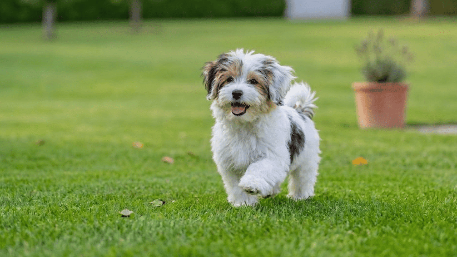 small fluffy companion dog running across a green lawn outdoors with a happy expression and playful energy