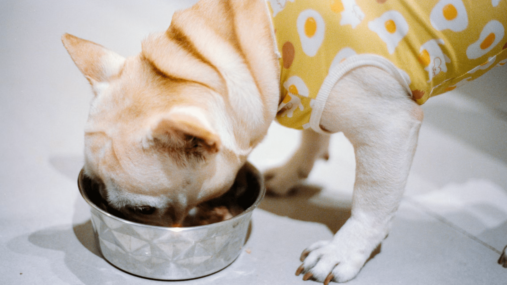 small french bulldog wearing a yellow patterned shirt eating from a metal bowl on a light colored floor