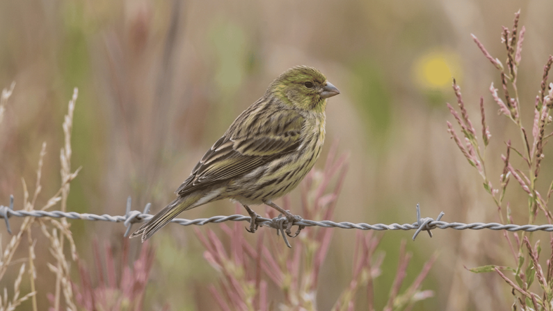 small green and yellow pet bird sitting on a wire fence with soft blurred plants in the background