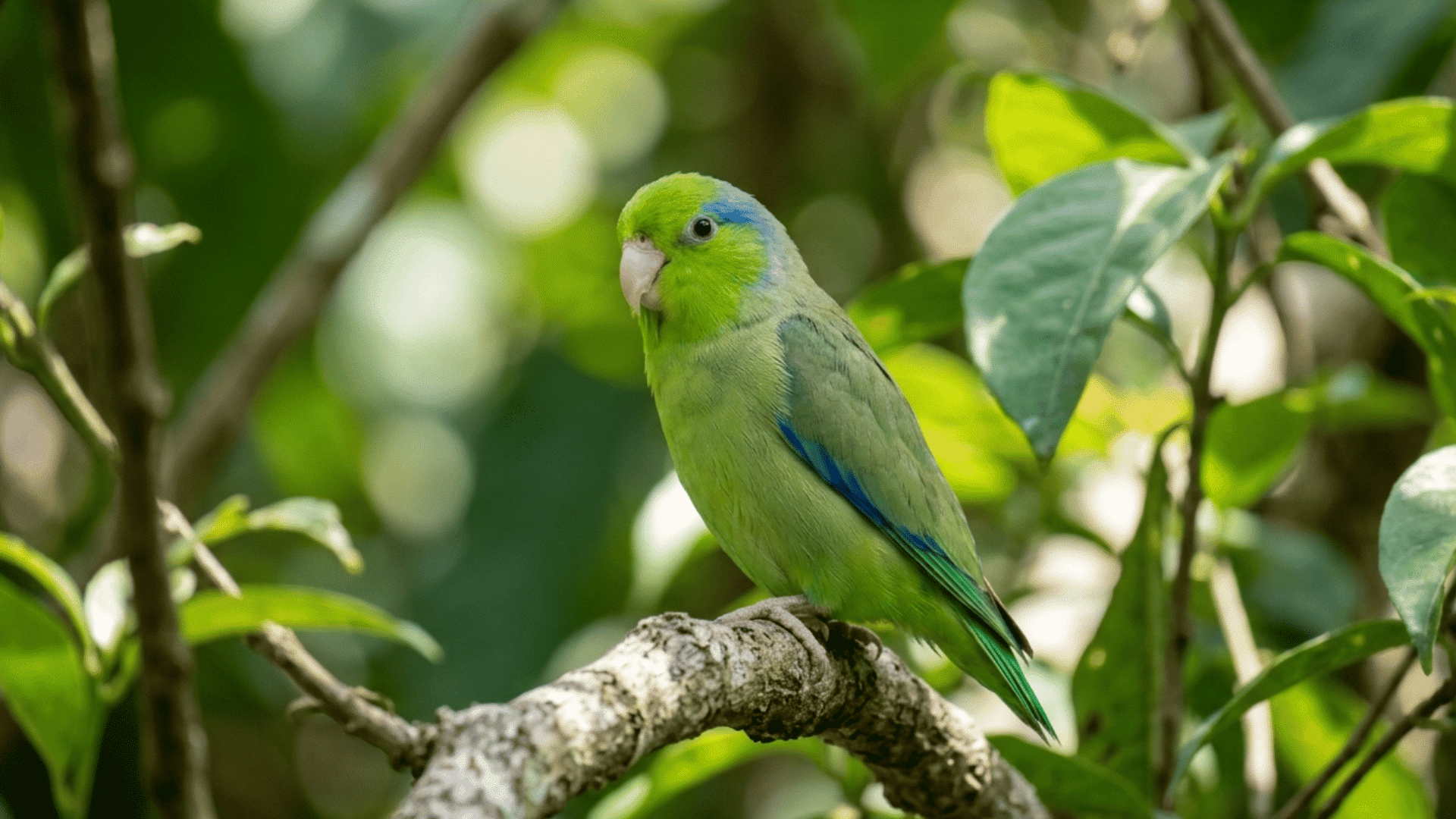 small green pet bird sitting on a tree branch surrounded by bright green leaves in a natural forest setting