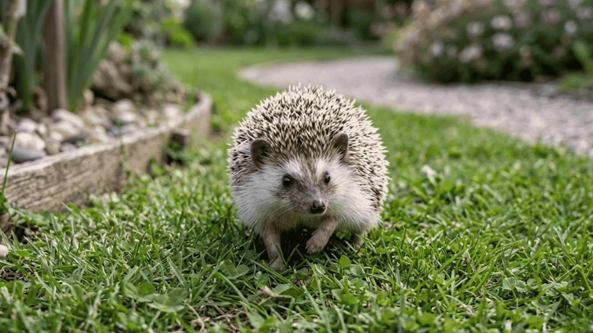 small hedgehog walking on green grass in a garden with spiky back soft face and blurred plants behind it
