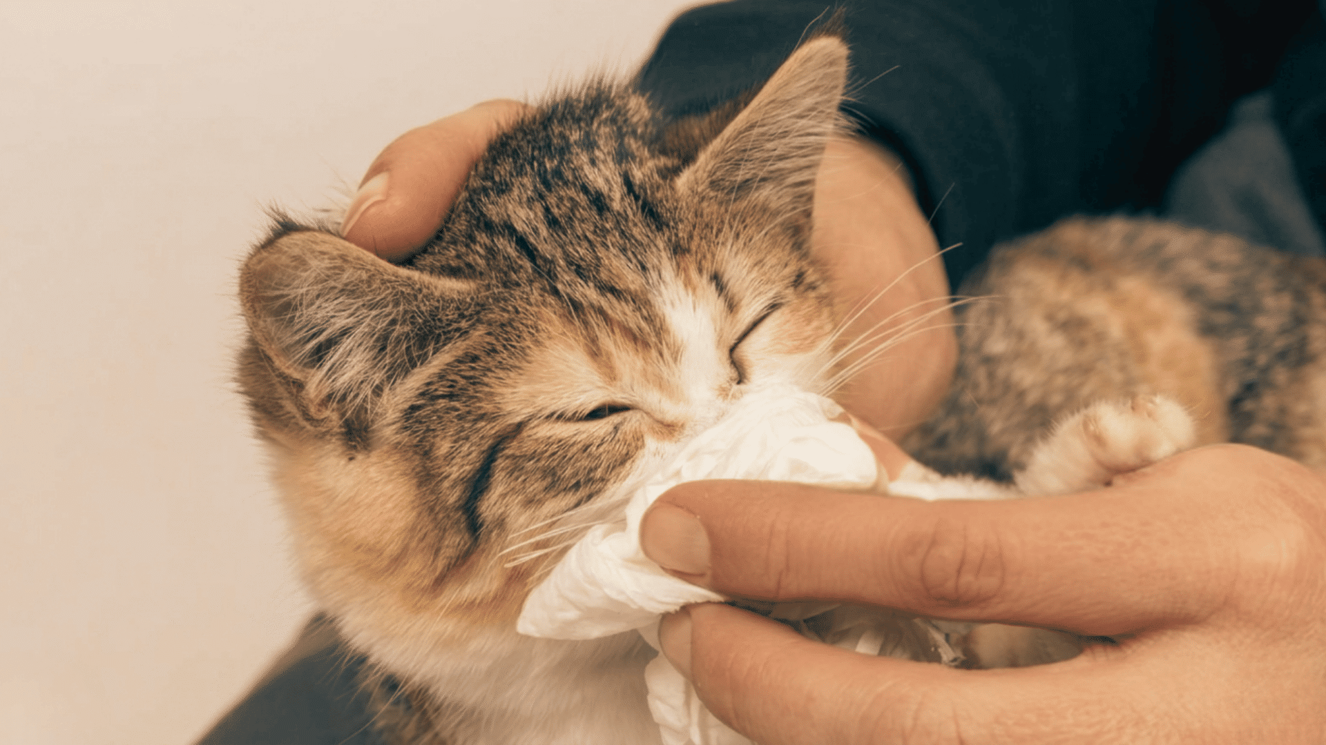 small kitten wrapped in arms while a person gently wipes its nose with a tissue