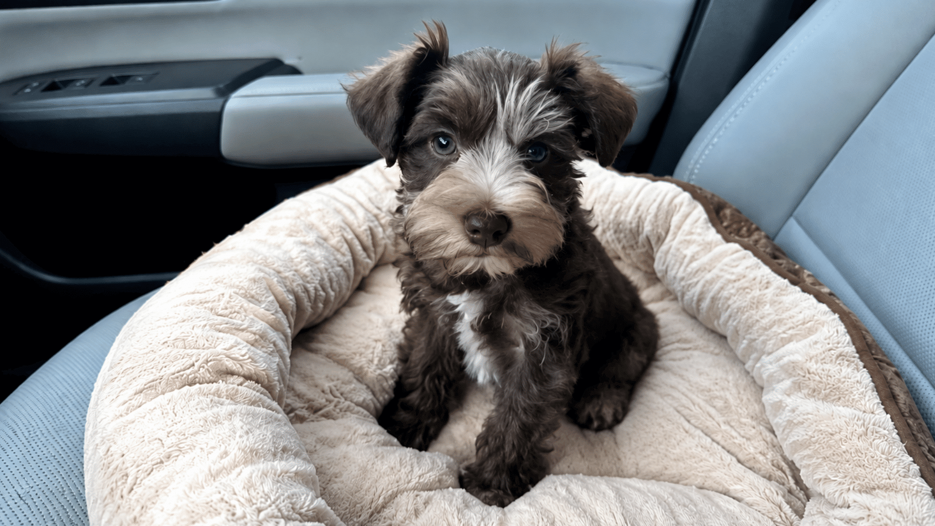 small puppy sitting on a plush pet bed in a car seat with curious eyes and a soft fluffy coat indoors