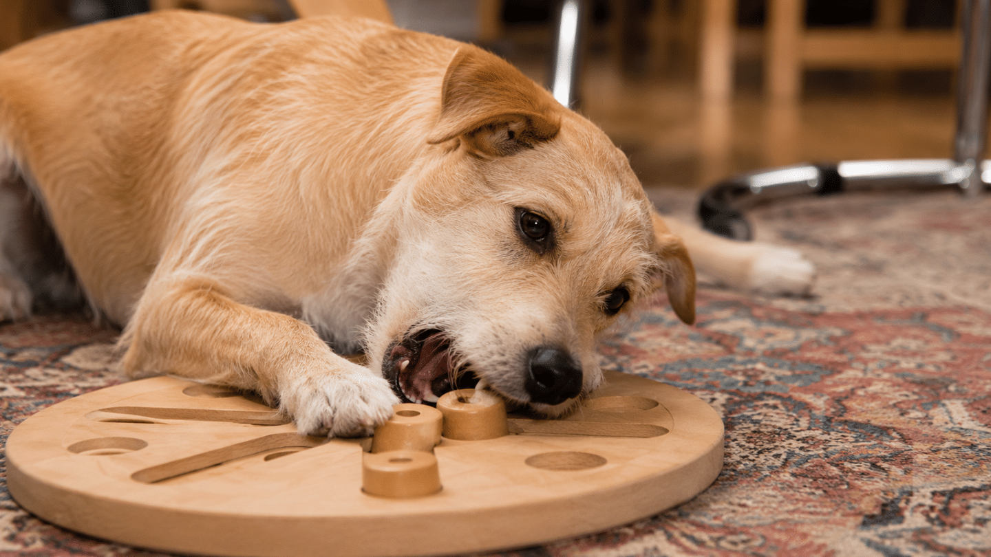 small tan dog lying on a patterned rug using its paws and mouth to interact with a wooden puzzle toy indoors