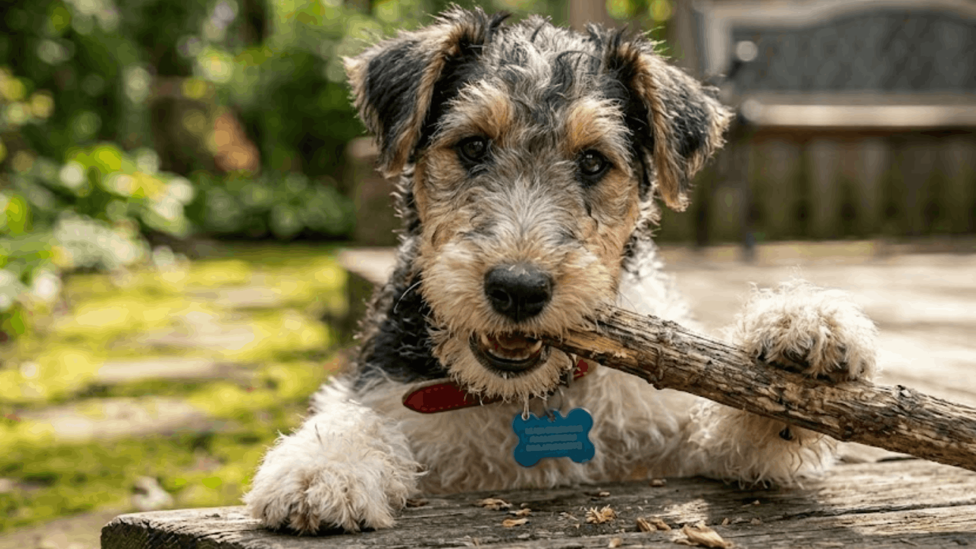 small terrier dog chewing a large stick on a wooden deck with green garden plants in the background (1)