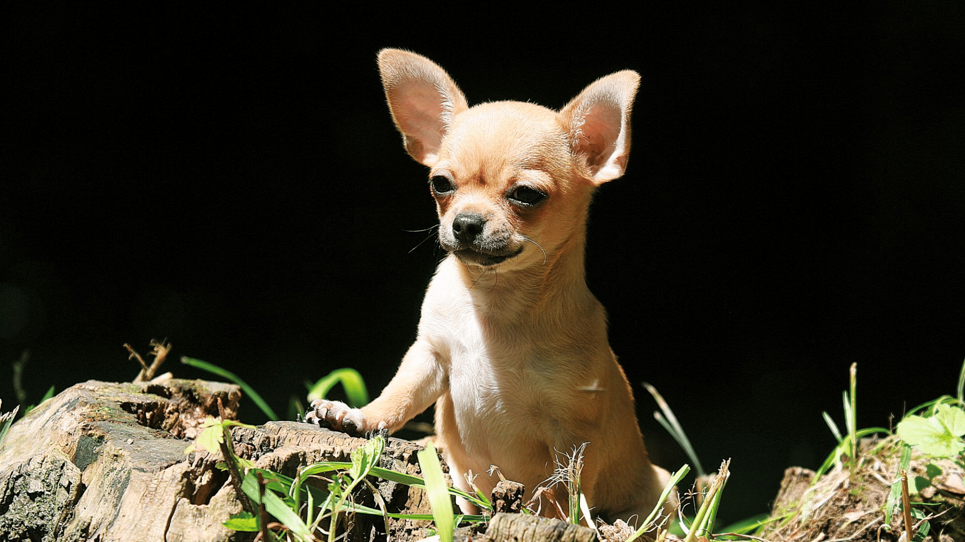 smooth coat chihuahua resting on a cushion with shiny short fur alert ears and bright eyes
