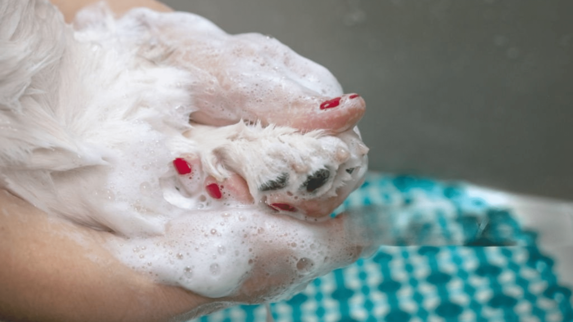 soapy dog paw being gently cleaned during bath
