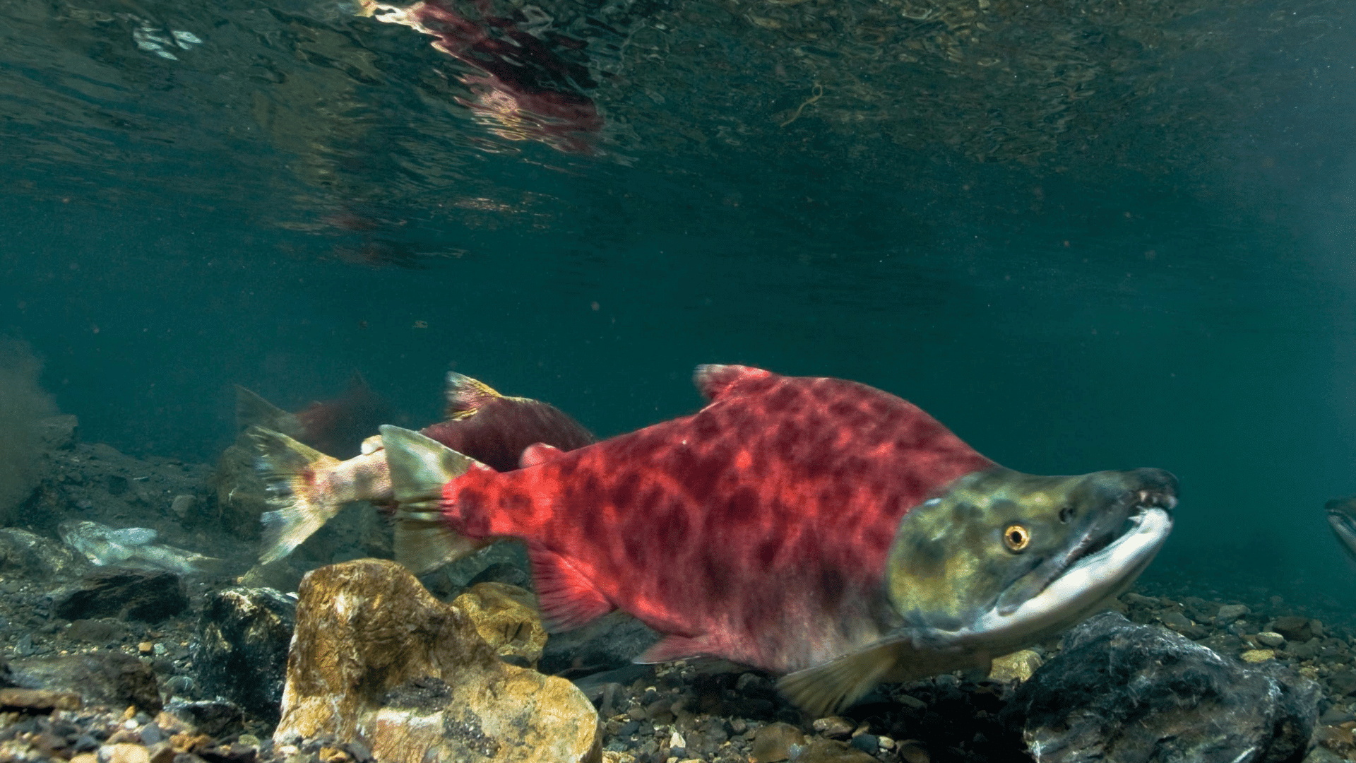 sockeye salmon swimming upstream in clear river water above rocky riverbed during spawning season migration