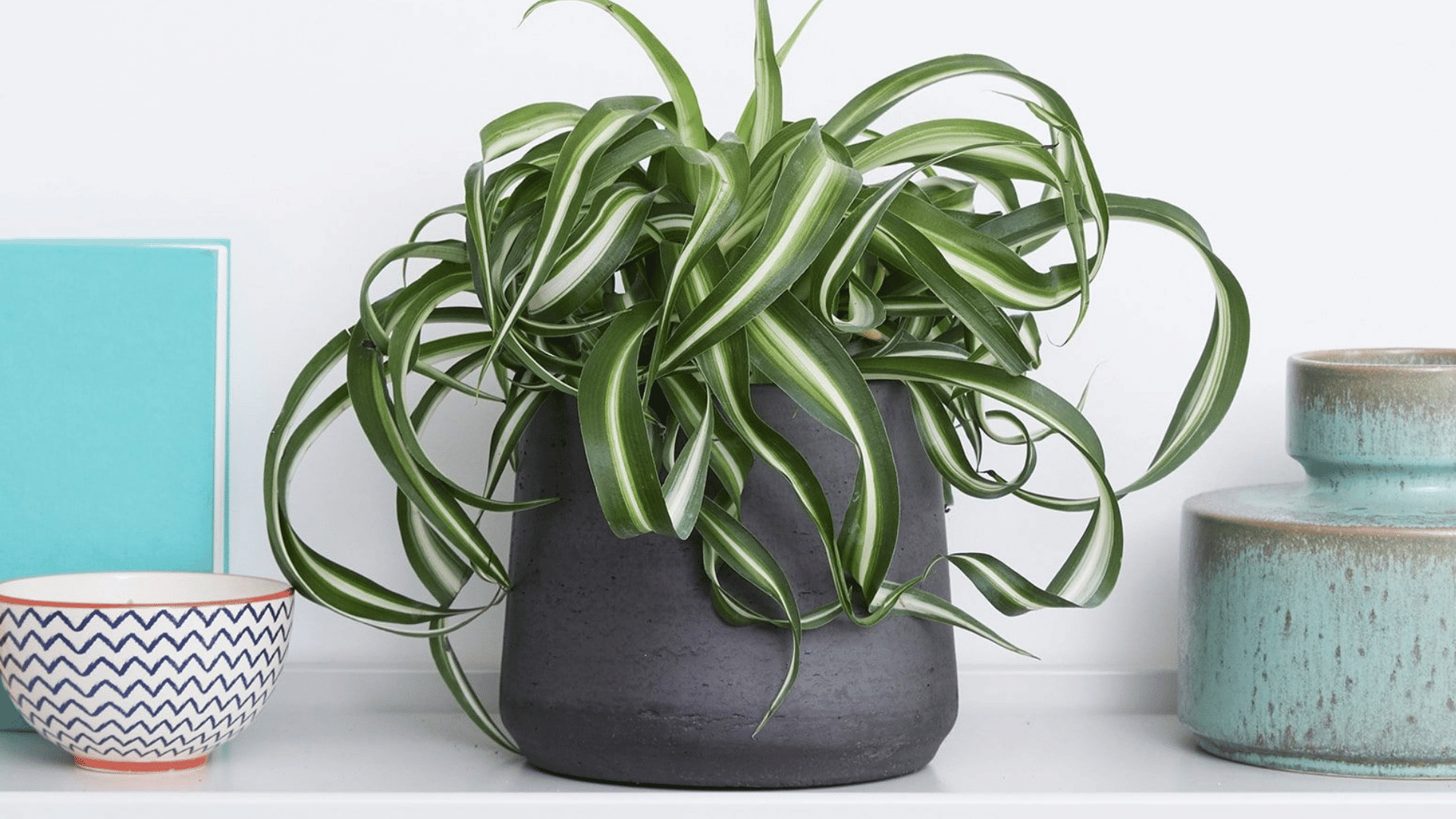 spider plant with long green and white striped leaves growing in a dark pot on a shelf indoors