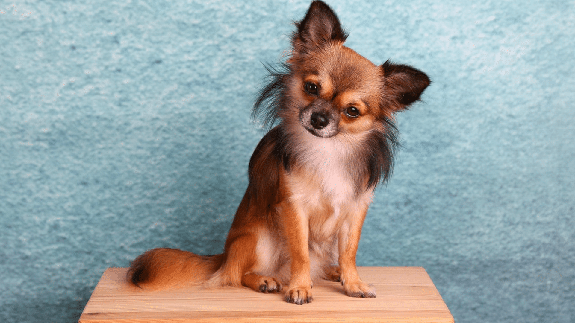 standard chihuahua posing outdoors with a compact build and confident stance