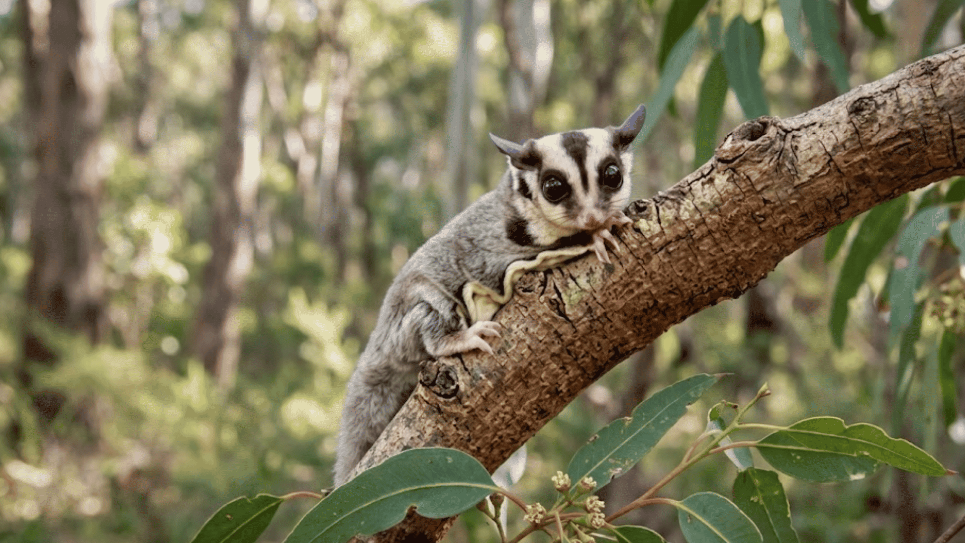 sugar glider climbing on a tree branch with large dark eyes pink nose and green forest background