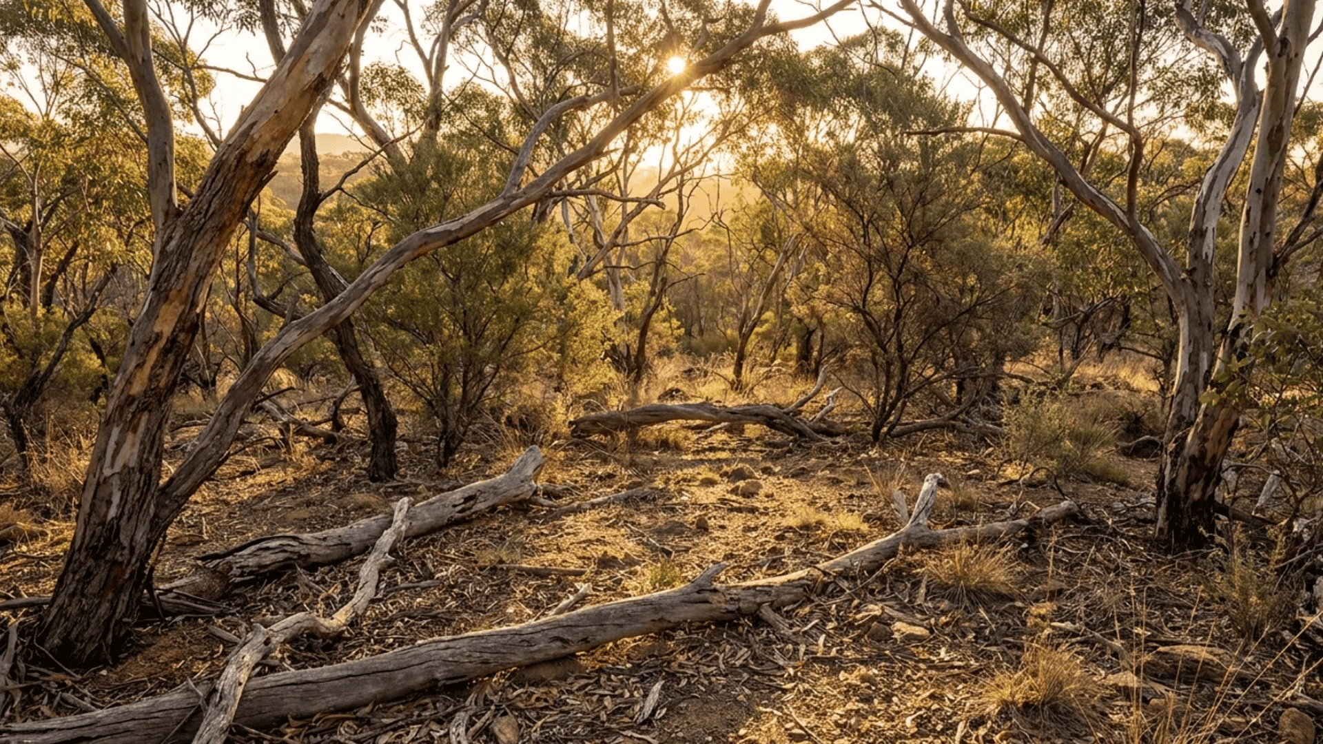 sunlight filtering through eucalyptus trees illuminating a dry woodland floor with fallen branches and sparse grass growth