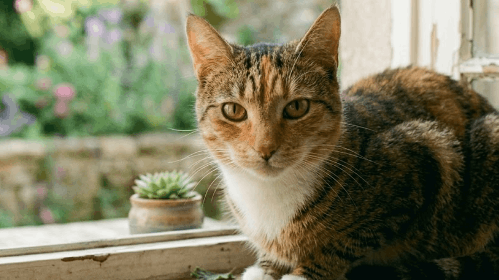 tabby cat sitting on a windowsill with a blurred garden view and soft natural light in the background