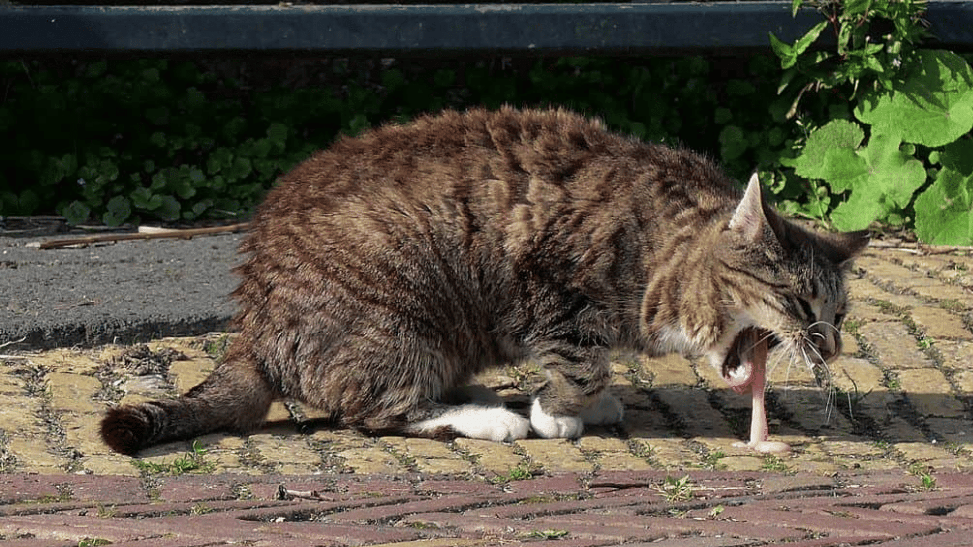 tabby cat vomiting on a brick path outdoors with greenery in the background during daylight hours