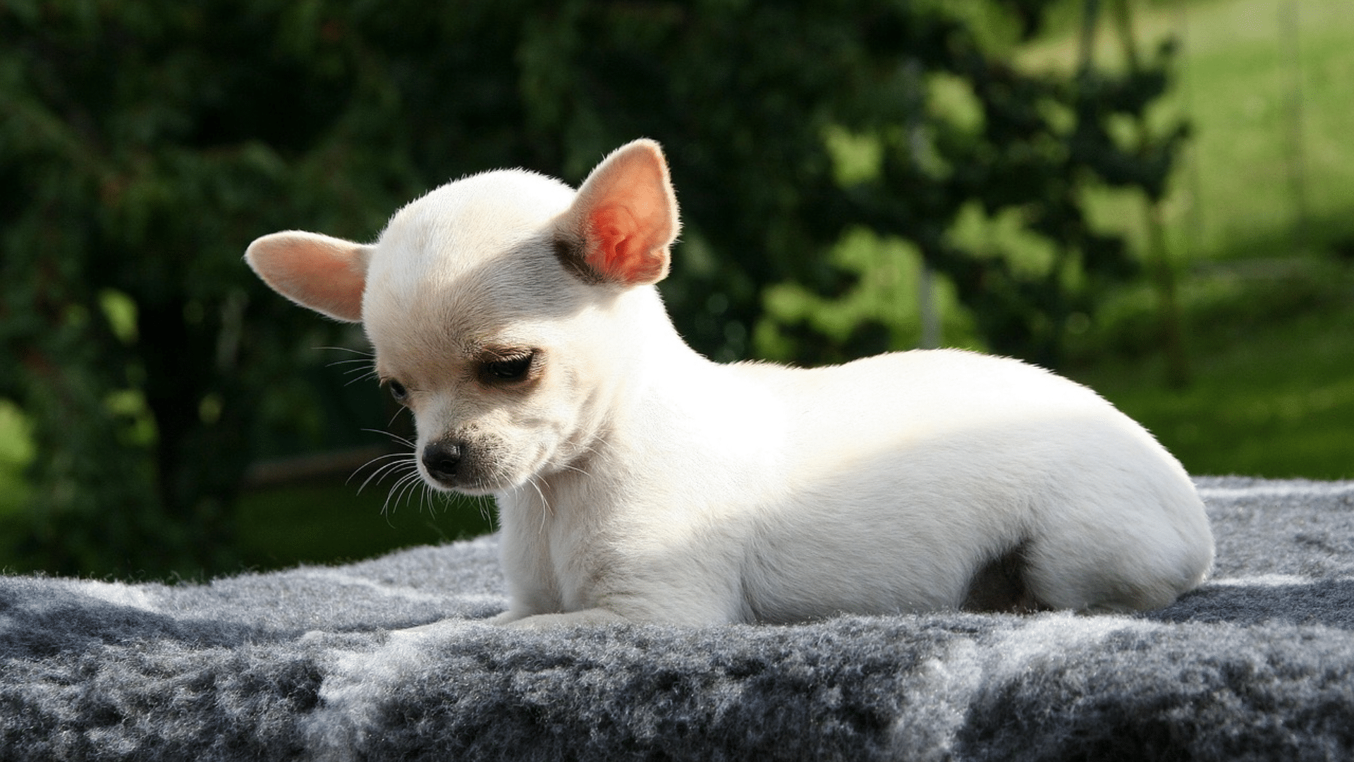 teacup chihuahua resting in a small basket highlighting its tiny size and delicate frame