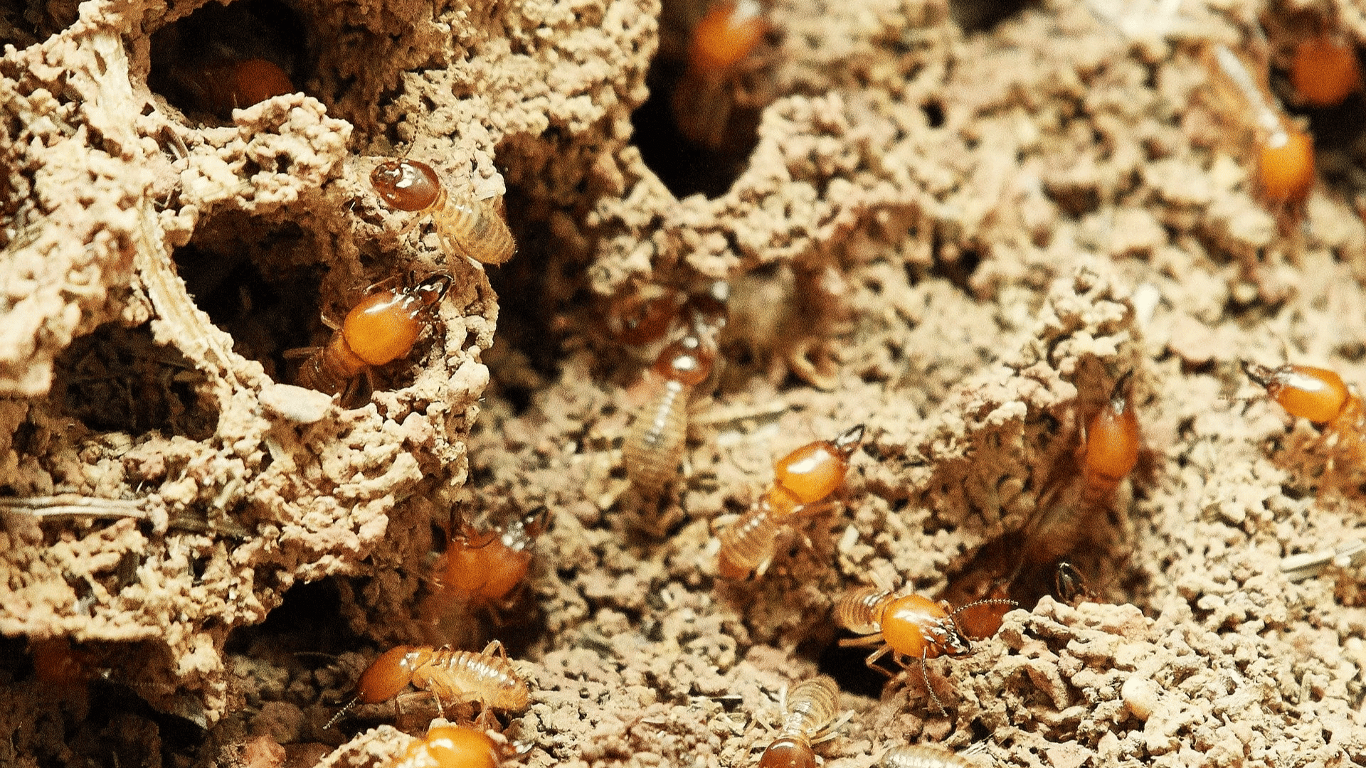 termites crawling through a soil nest with tunnels and chambers showing colony activity beneath the ground surface