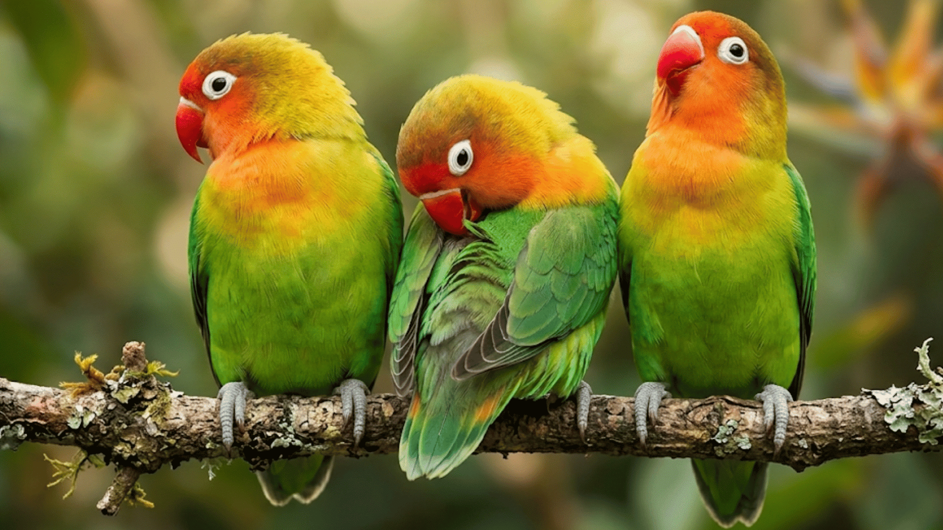 three colorful lovebirds sitting together on a tree branch with soft blurred greenery in the background