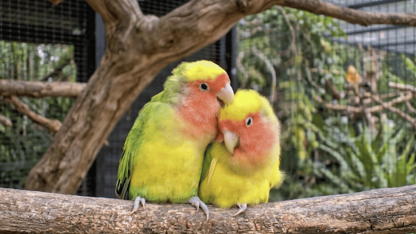 two colorful lovebirds sitting closely together on a wooden branch inside a large bird enclosure