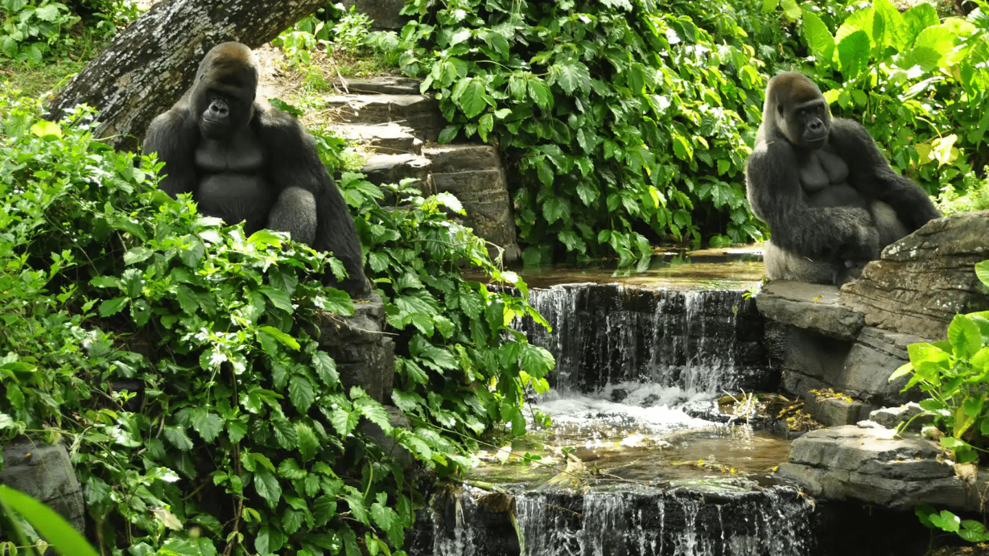 two gorillas sit among lush green foliage beside a small cascading waterfall in a tropical habitat setting