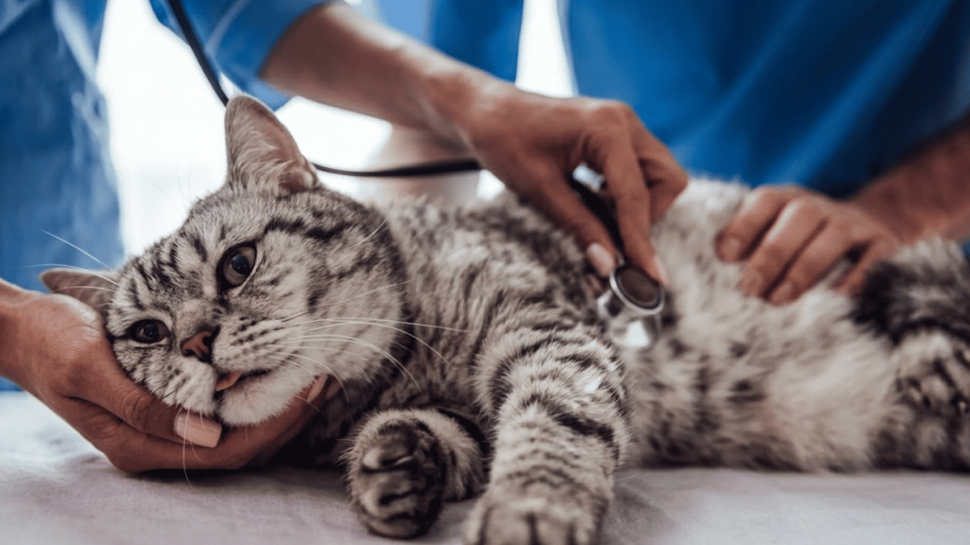 veterinarian checking a gray tabby cat with a stethoscope during a calm clinic exam while another person holds the cat