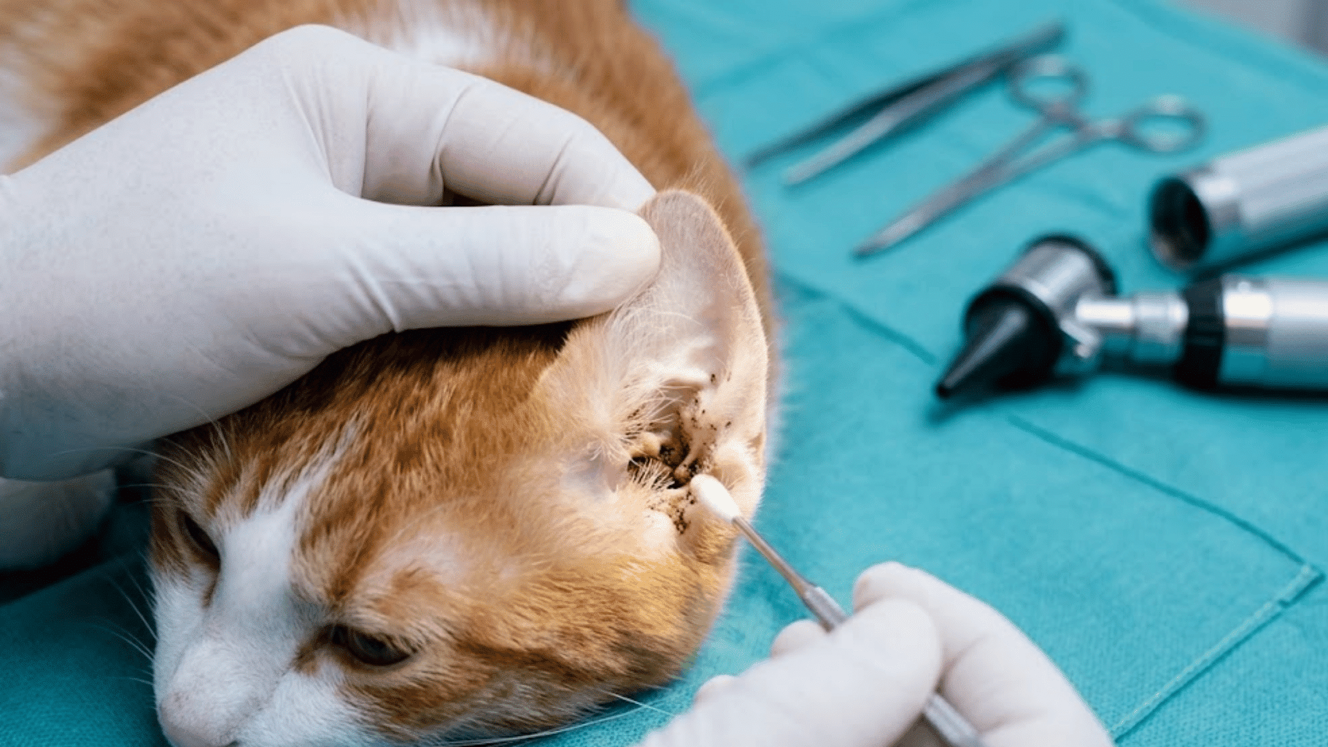 veterinarian cleaning a cats infected ear with a cotton swab while examining dark ear mite debris on a treatment table