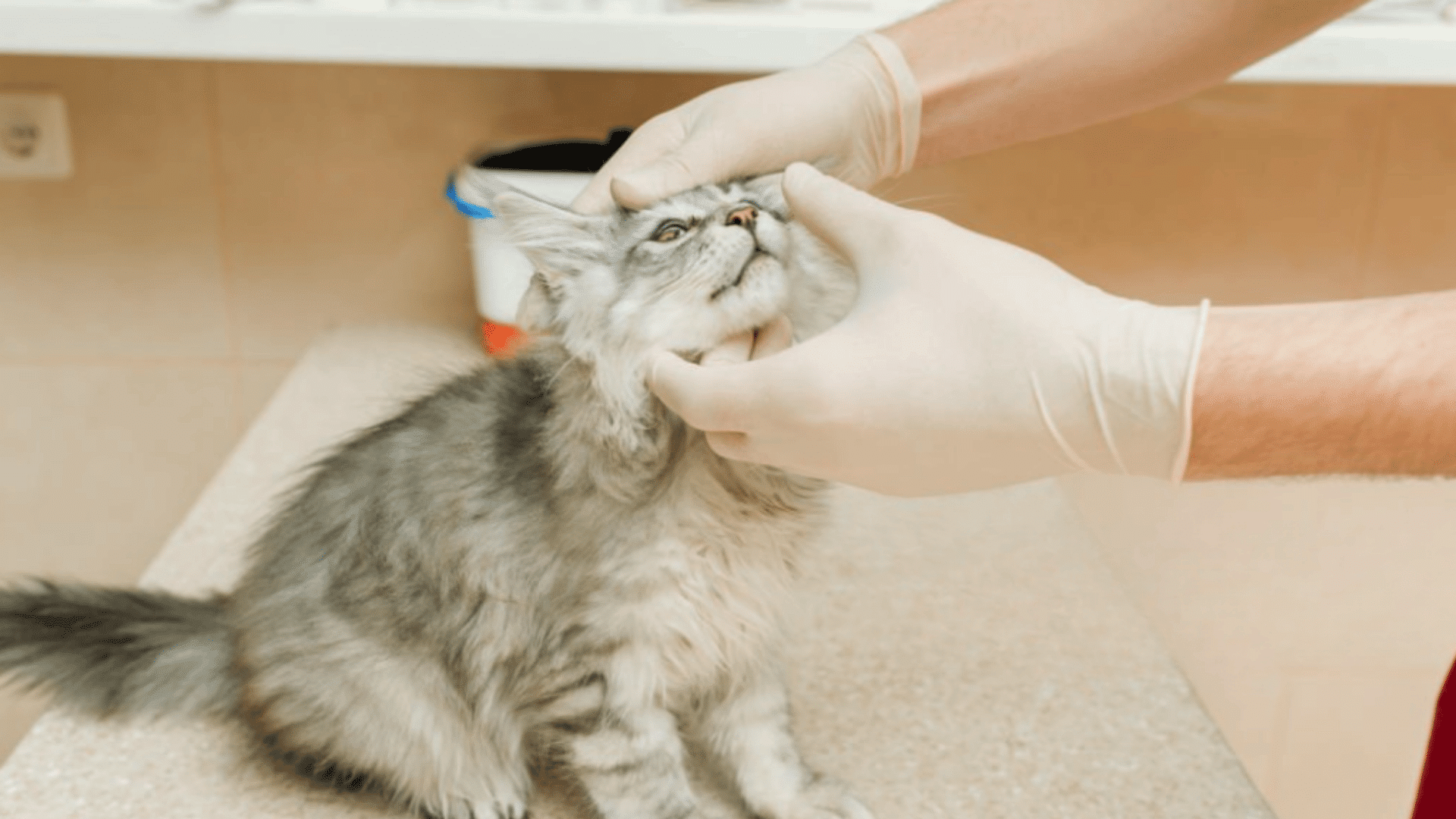 veterinarian examining a cats eyes during a health check to identify watery discharge irritation infection or injury