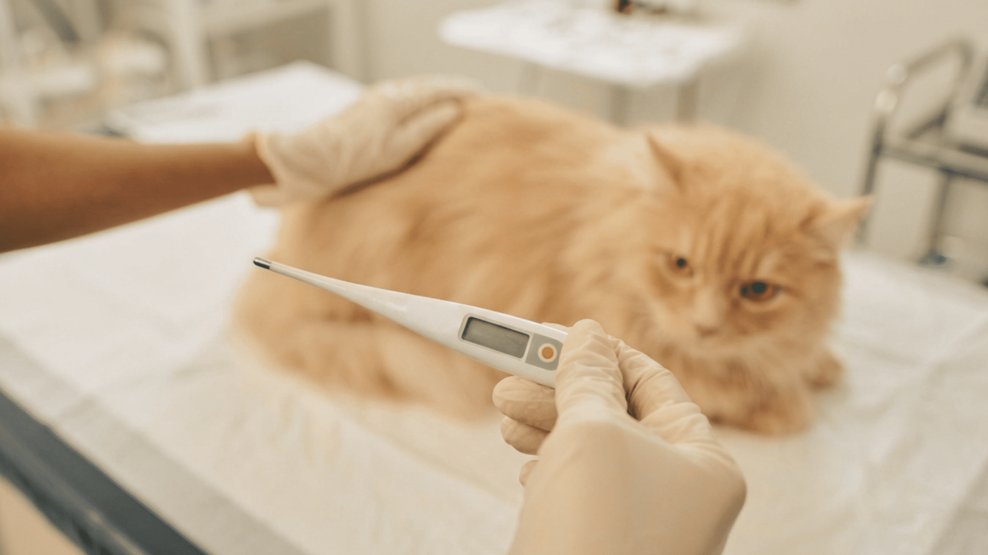 veterinarian wearing gloves holds a thermometer near a fluffy cat during a clinic examination