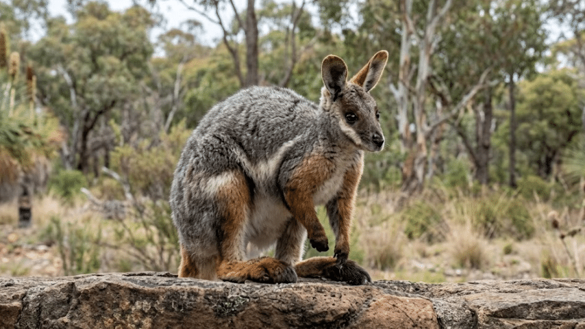 wallaby standing on a rocky ledge in a natural woodland habitat with trees and dry grass behind