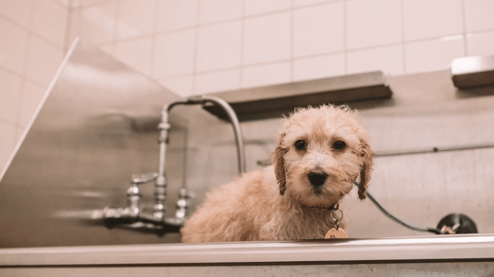 wet puppy sitting in a grooming tub during bath