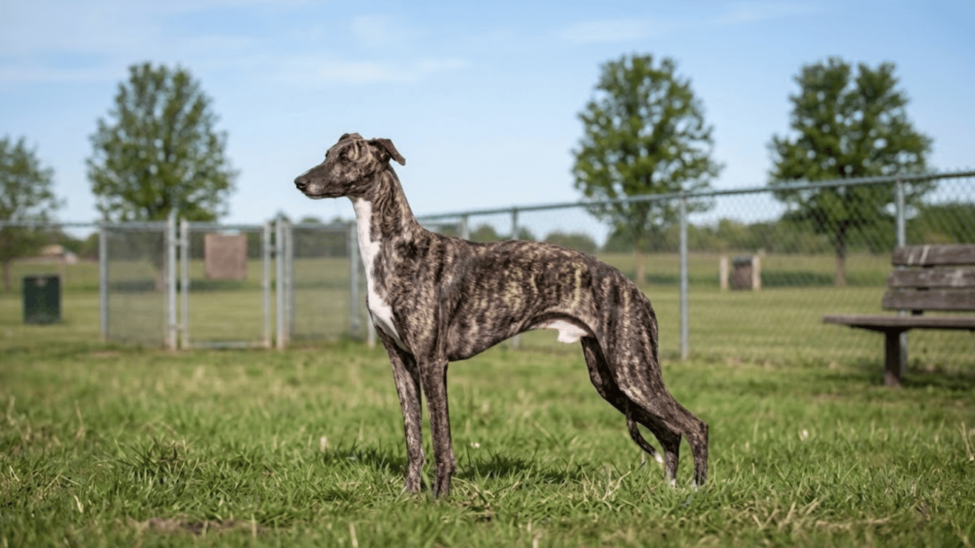 whippet standing alert on a grassy field with a slender athletic build and open park surroundings in daylight