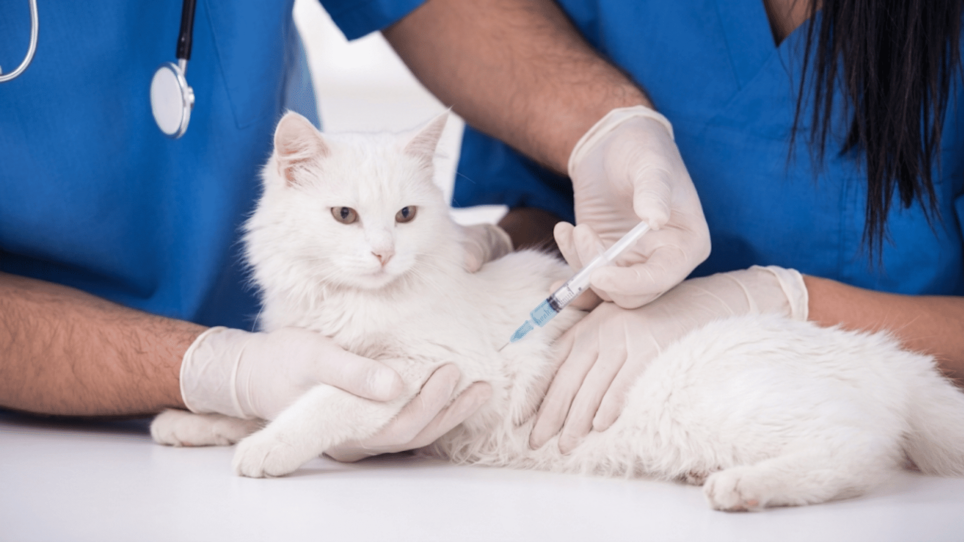 white cat receiving a vaccine from veterinarians during a routine health check at a veterinary clinic
