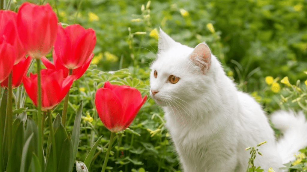 white cat sitting among bright red tulips in a lush garden gazing at flowers with alert curious eyes