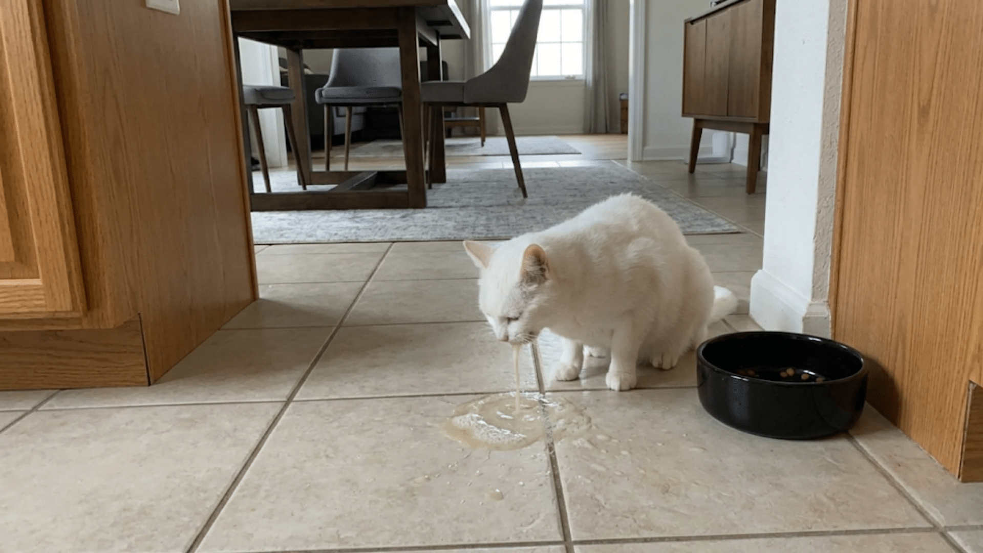 white cat vomiting on kitchen floor beside a black food bowl near a dining table in a home interior
