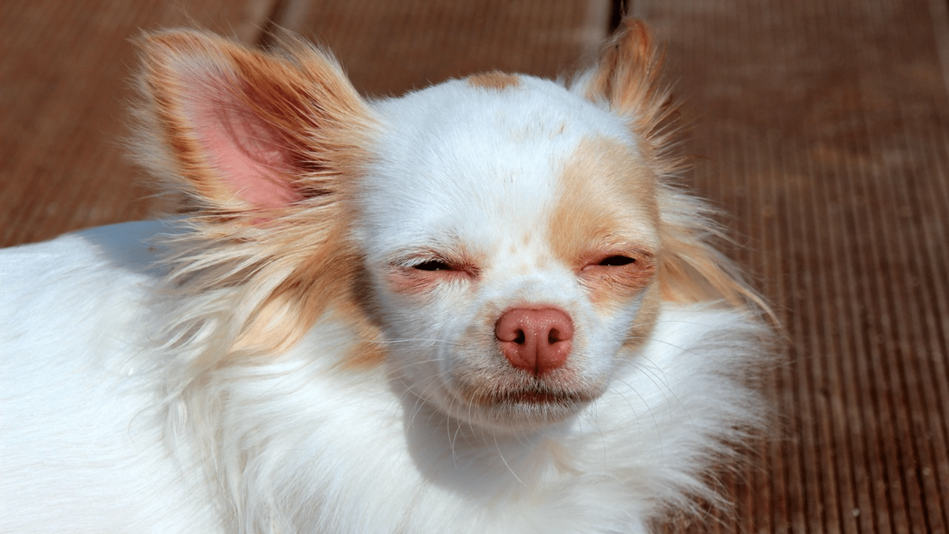 white chihuahua standing on a garden path with a bright coat and dark eyes