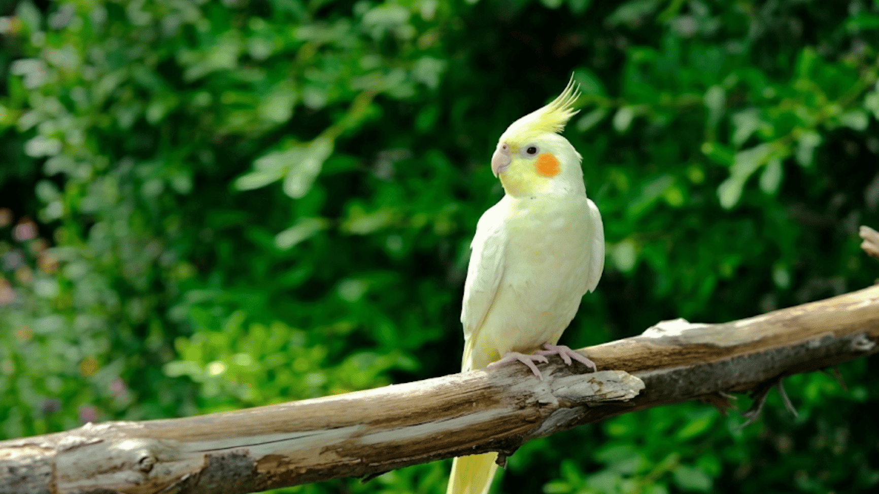 white cockatiel perched on a tree branch outdoors with green leafy background and bright sunlight