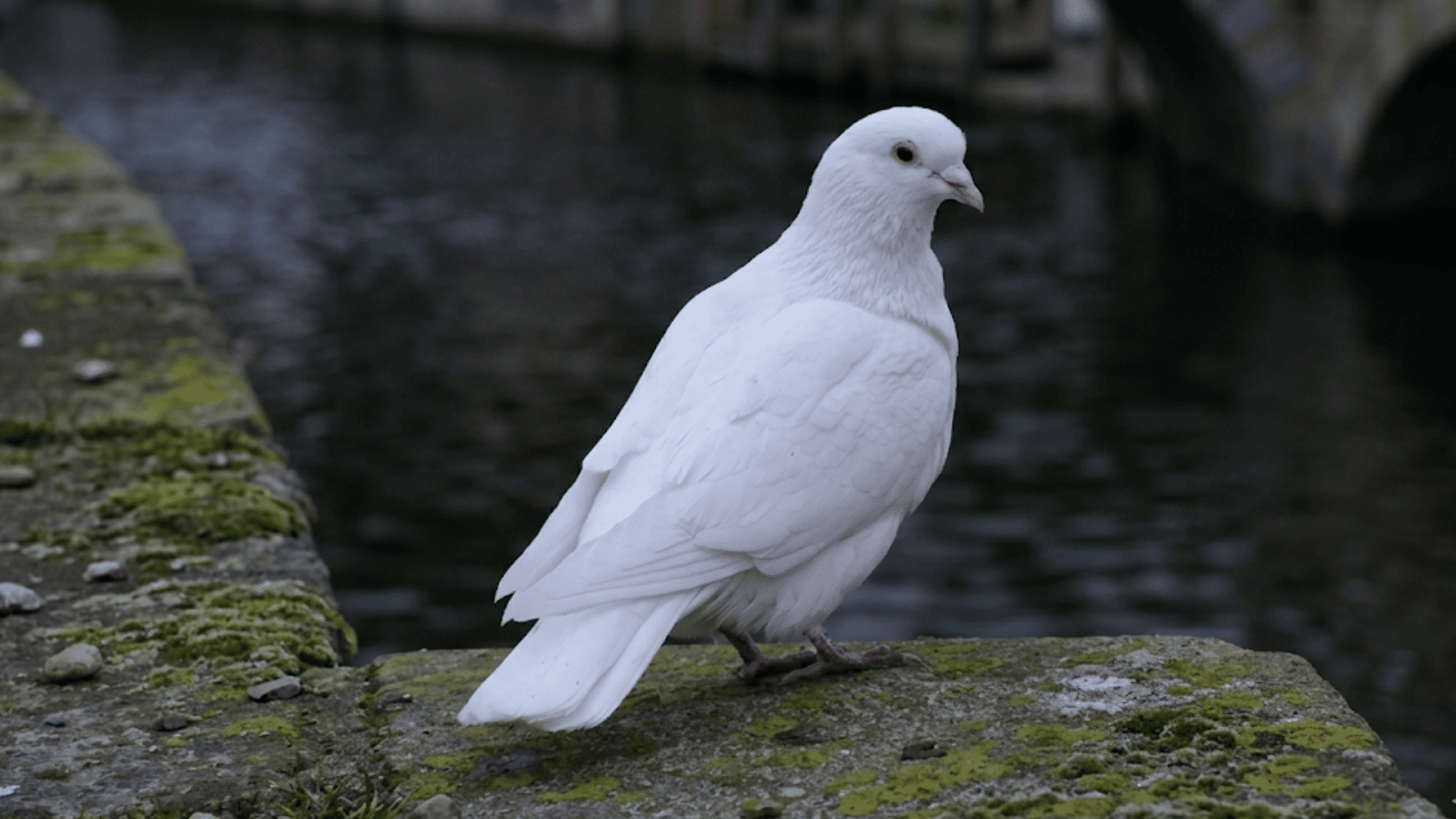 white dove standing on a stone ledge beside dark water with a blurred bridge background outdoors